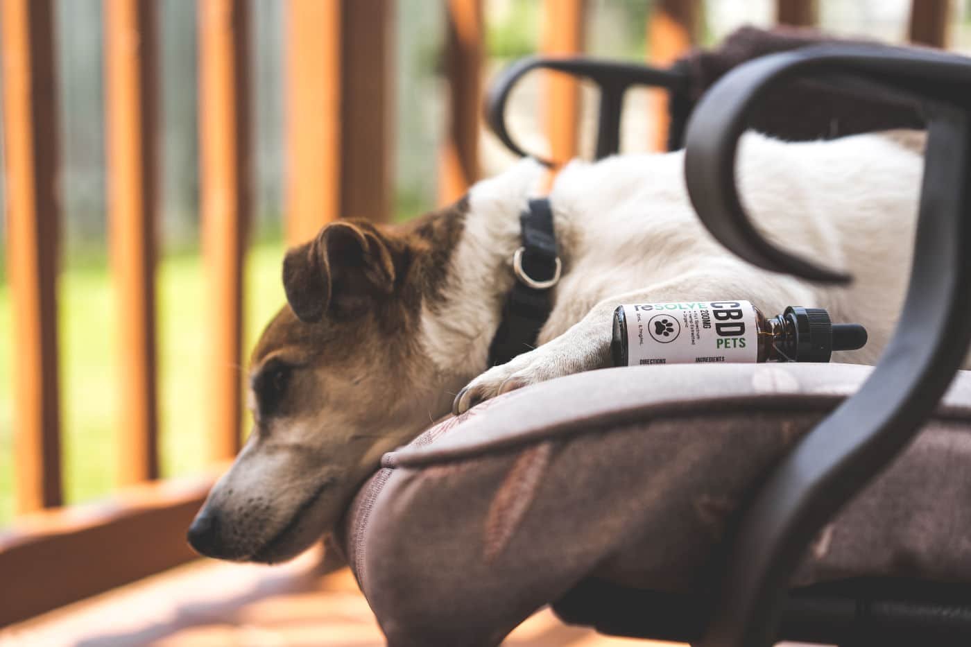 CBD oil for dog anxiety